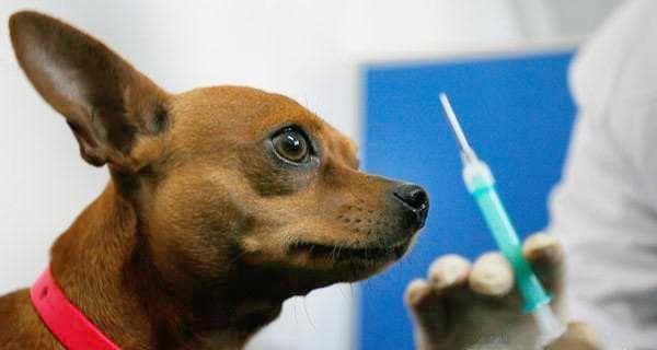 猫咪狂犬病疫苗接种指南：步骤和注意事项是什么？