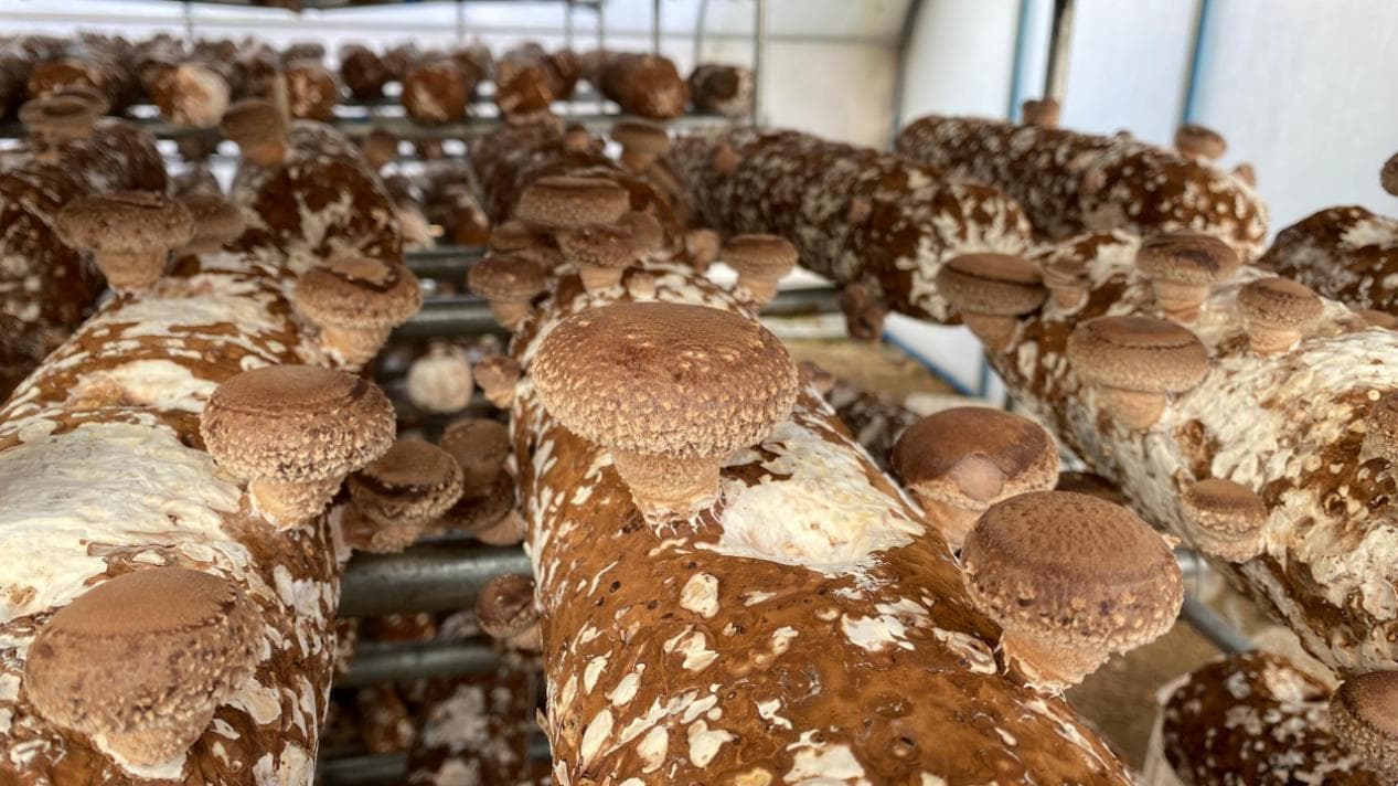 上海农业科研力量是如何让香菇成为“致富菇”的？
