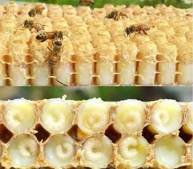 辨别真假蜂王浆的科学指南与选购技巧解析