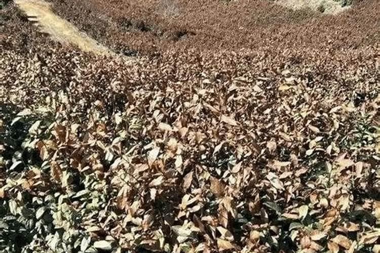 茶树的防冻措施