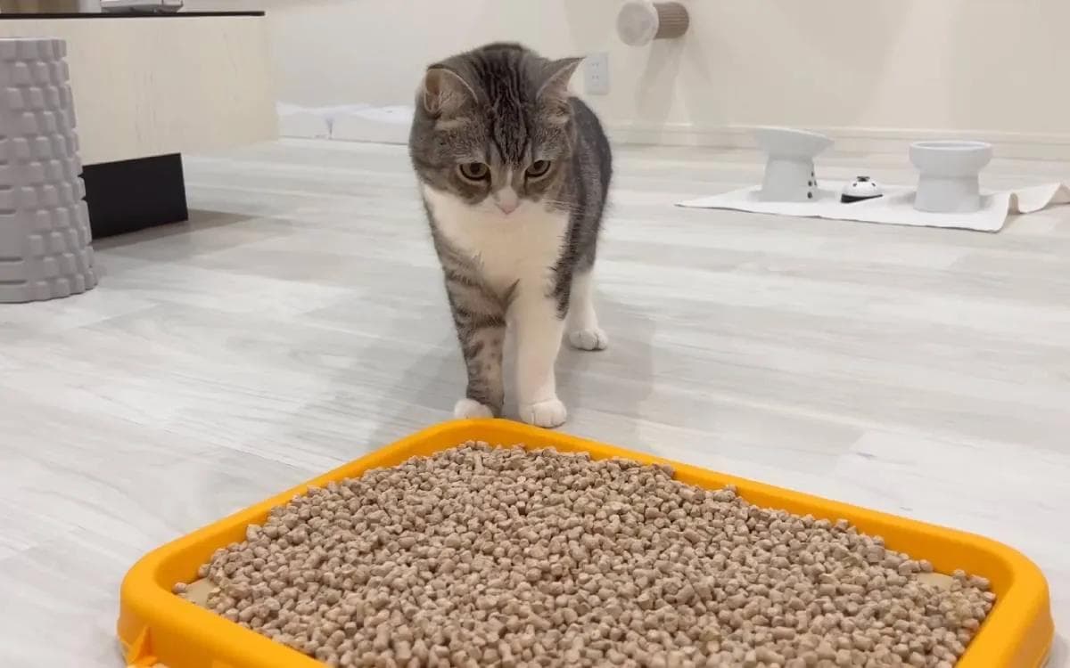 猫咪便秘吃什么药？一文详解轻重度便秘的科学处理方法