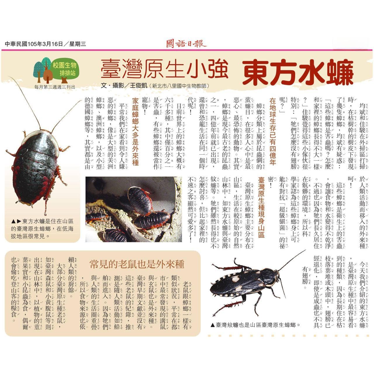 东方水蠊：台湾本土蟑螂的生态与特征解析
