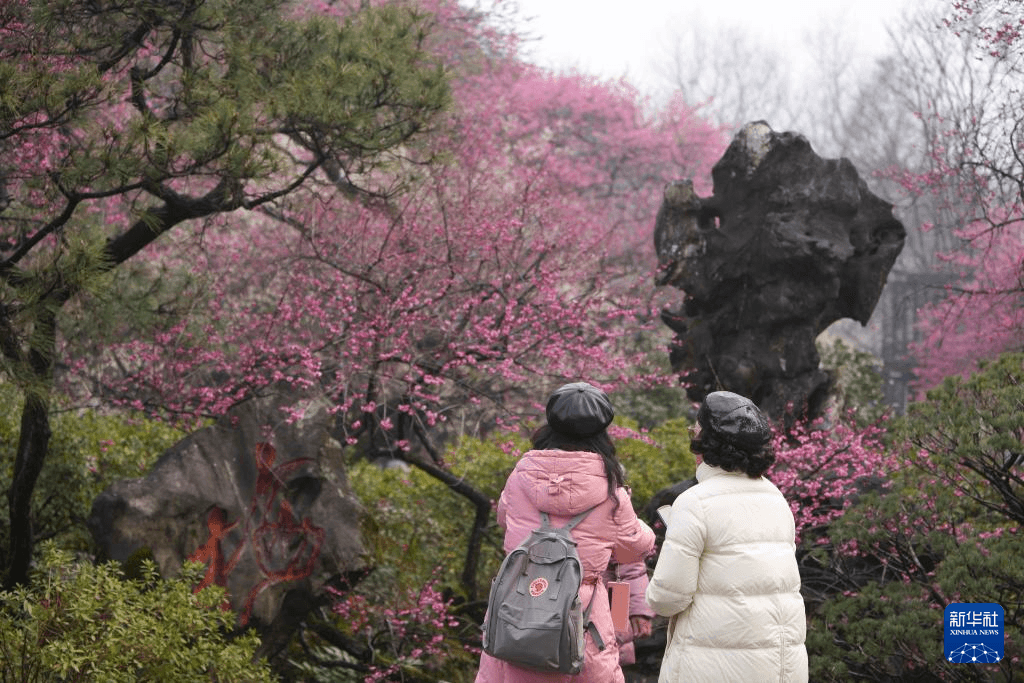 杭州灵峰探梅迎来最佳观赏期，5000株梅花竞相绽放