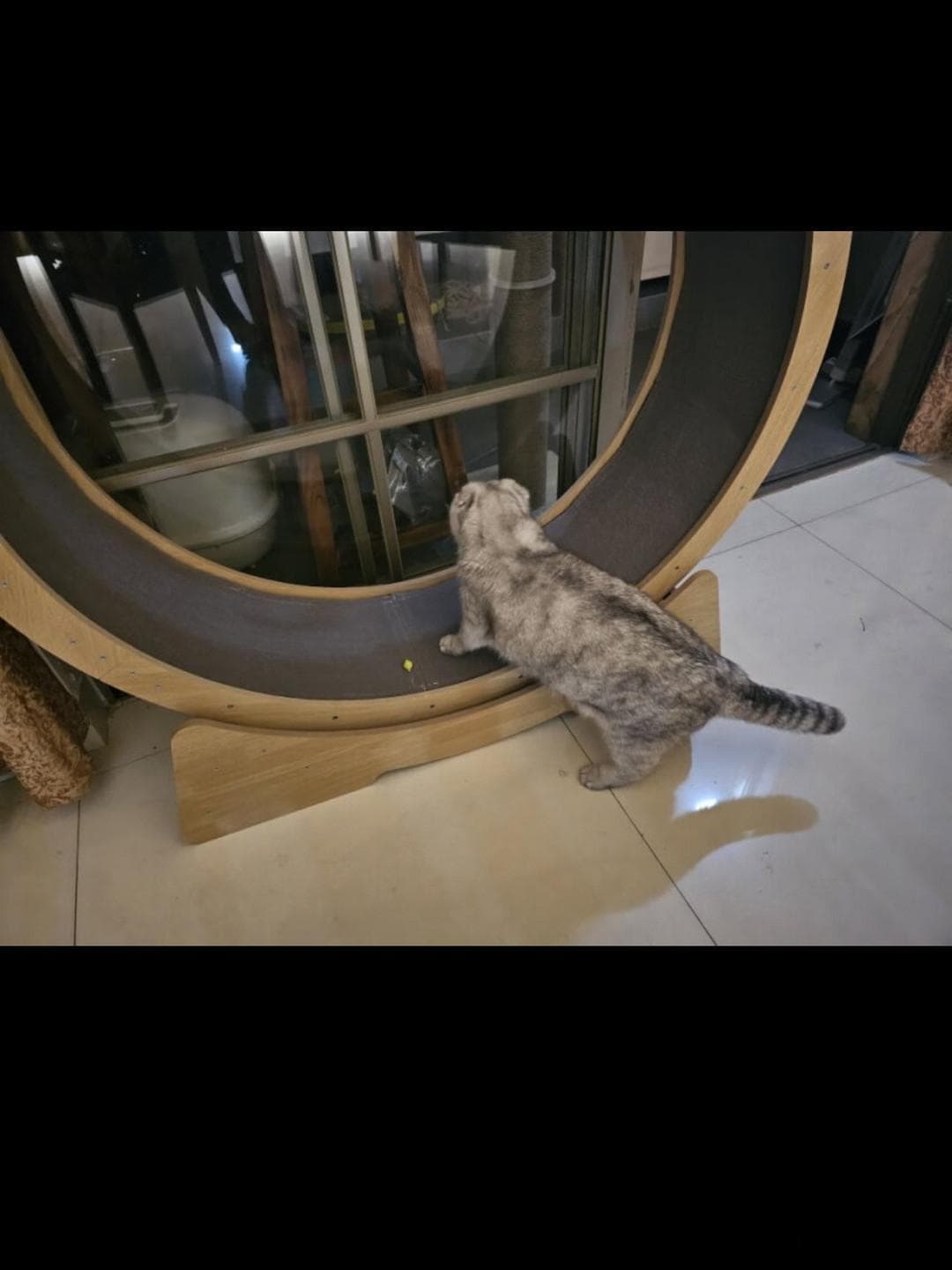 猫猫跑步机：专为猫咪设计的运动设备