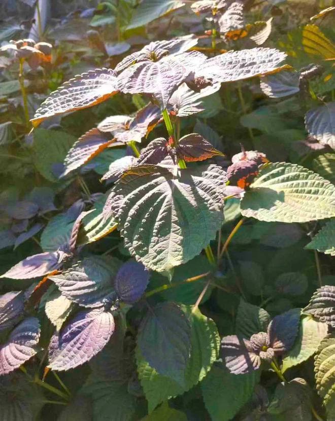 紫苏：解鱼蟹毒的神奇植物