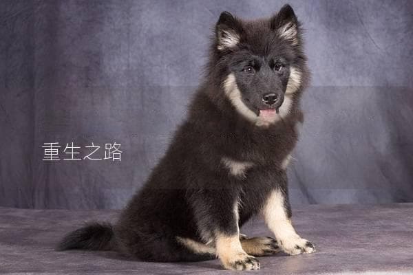 怎么接受狗狗的离去，心灵的慰藉与重生之路