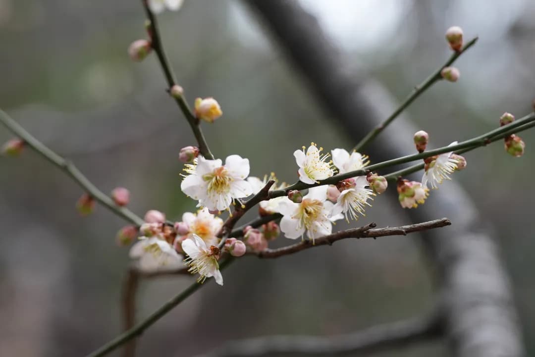 梅花樱花长得太像？几招教你分清→