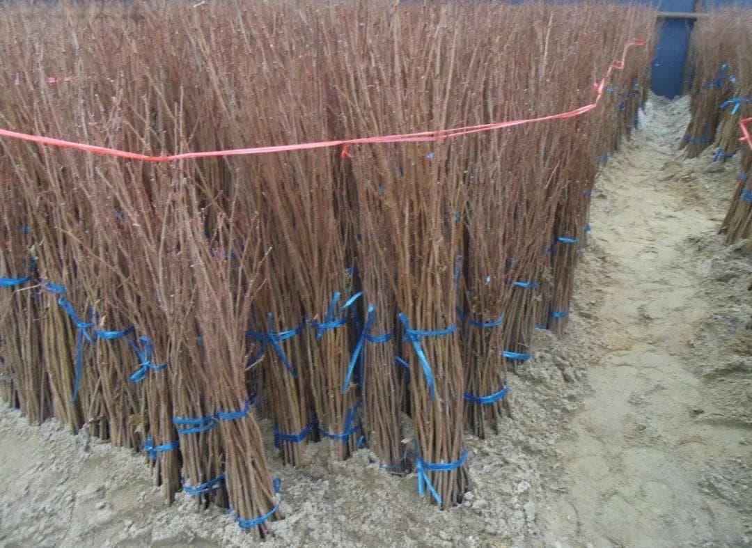 苗木种植技术：从前期处理到栽植全过程详解