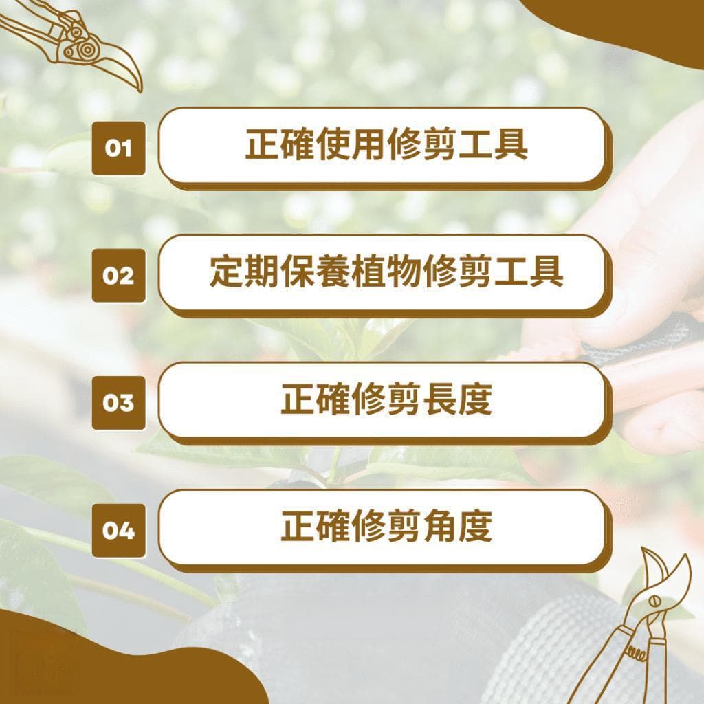 如何让植物更健康？8个必学修剪技巧
