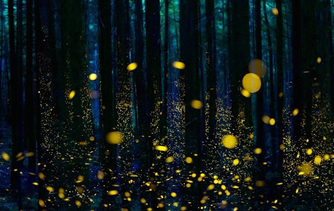萤火虫：夜间闪烁的精灵，揭秘它们的生长与发光之谜