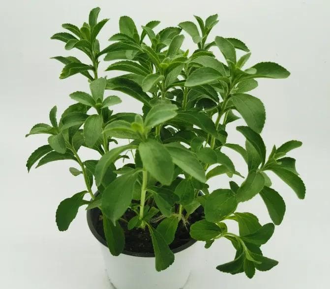 阳台也能种的天然代糖：甜叶菊种植养护要点
