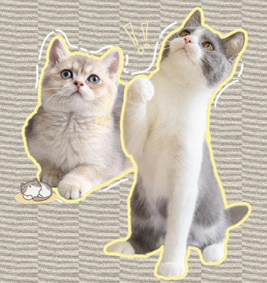 猫眼夜光之谜：揭秘猫咪眼睛的神奇奥秘
