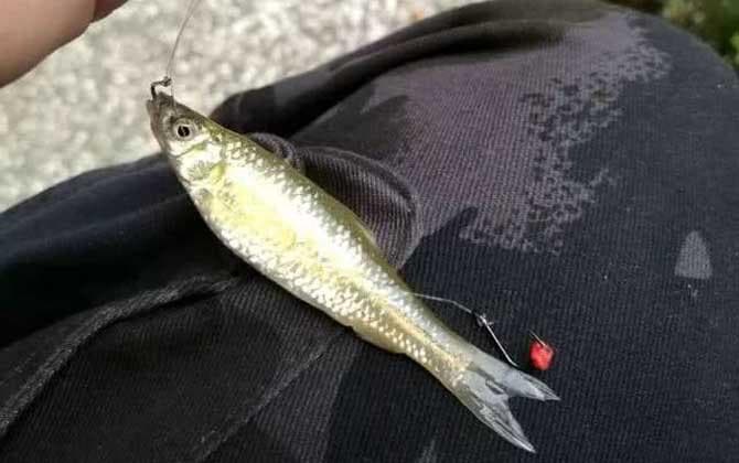 怎样钓麦穗鱼上钩率高？像这样钓麦穗鱼，一条接一条钓到手软！