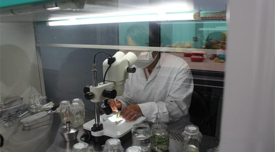 植物脱毒与病毒检测