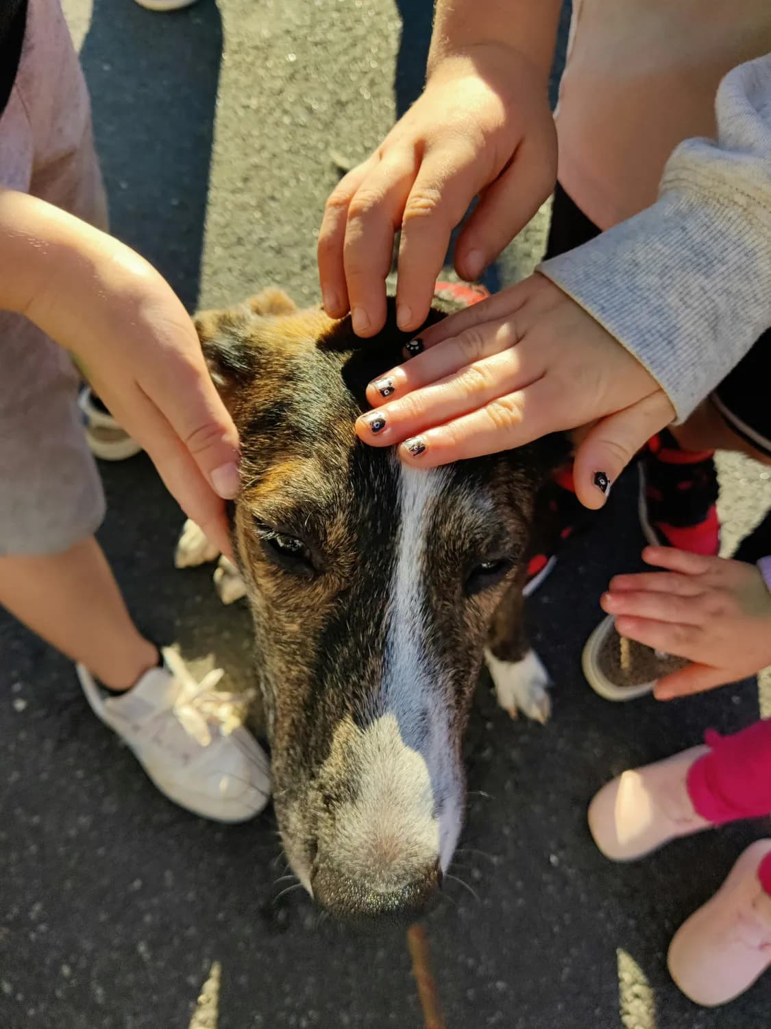 学校如何有效普及狂犬病预防知识？