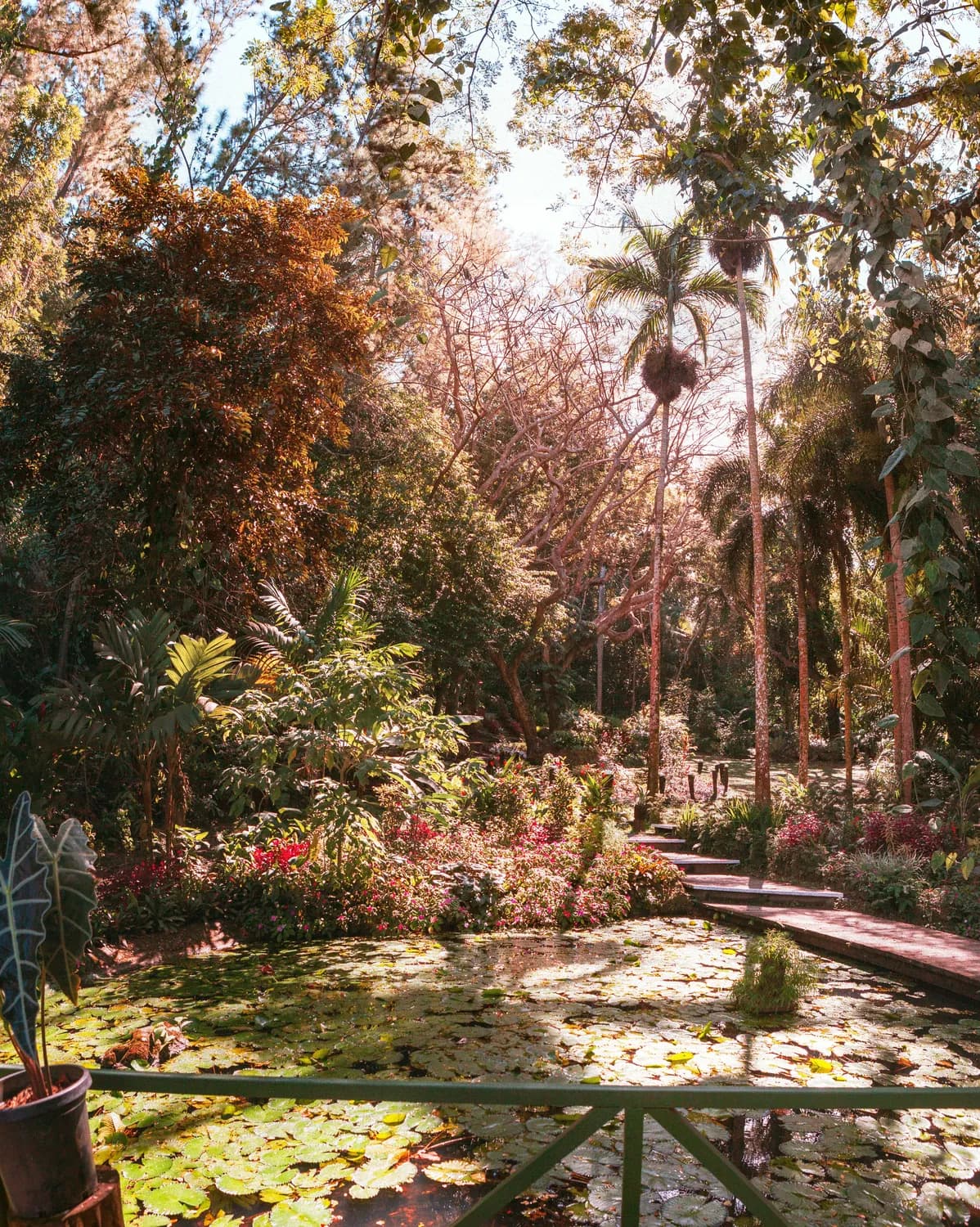 中科院西双版纳热带植物园：冬季打卡奇花异草！