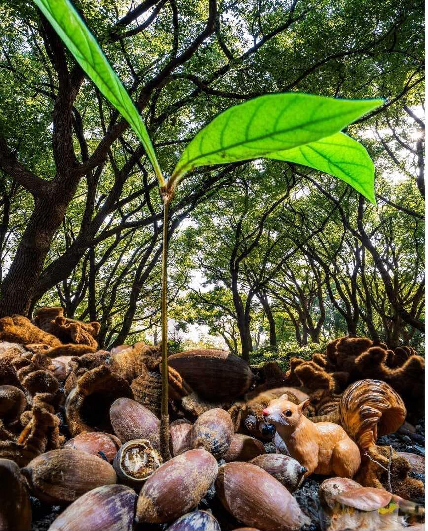 大种子有大智慧 武汉植物园发表种子防御模式最新研究成果