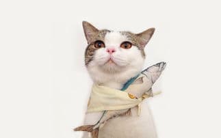 猫咪饮食指南：选对食物，健康成长！