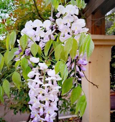 紫藤萝花语和寓意：从传统到现代的多重象征