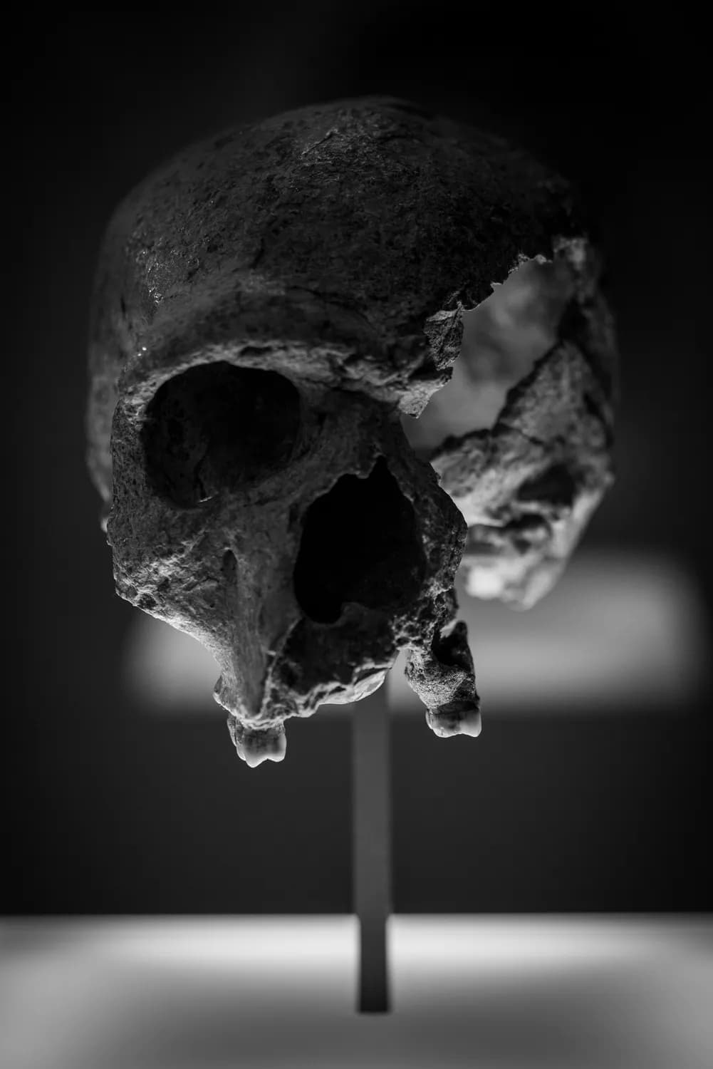 12万年前至7万年前，气候变迁引导人类首次走出非洲