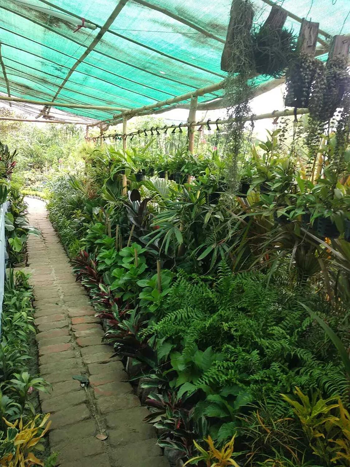 广州神农草堂：全国首家园林式中医药博物馆