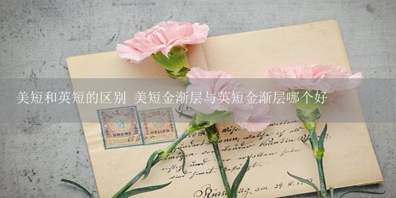 美短和英短的区别 美短金渐层与英短金渐层哪个好