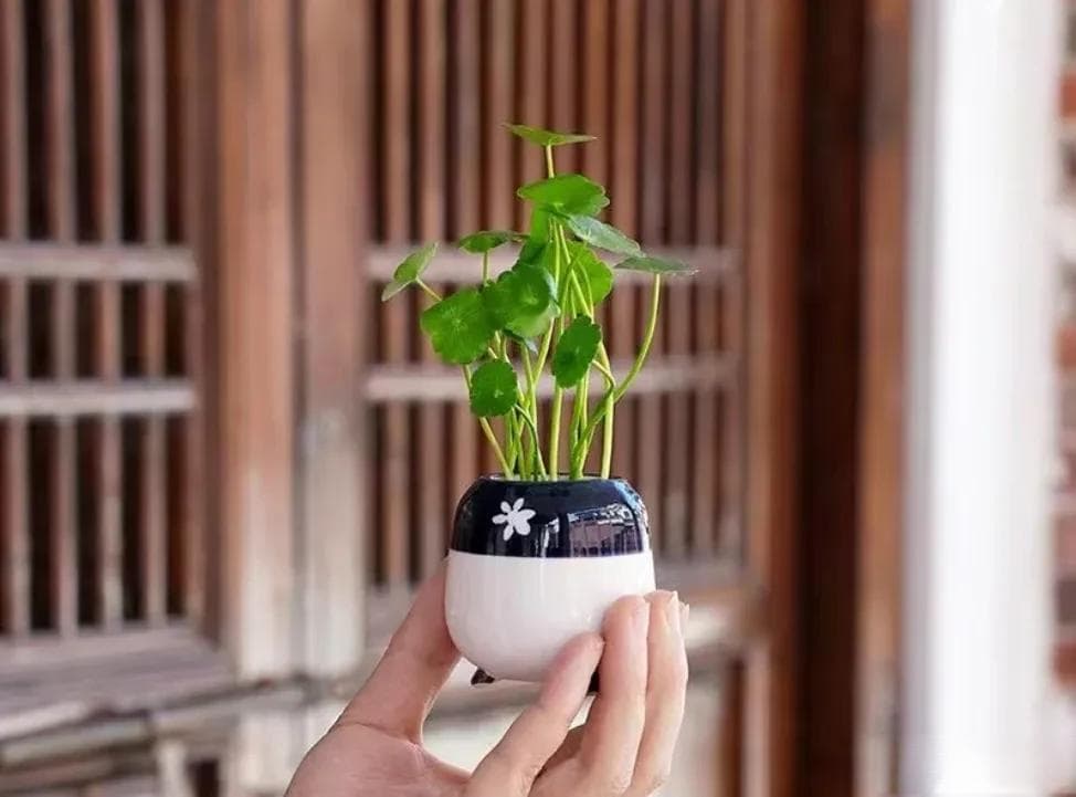 水培“铜钱草”，让家中生机盎然的小秘密