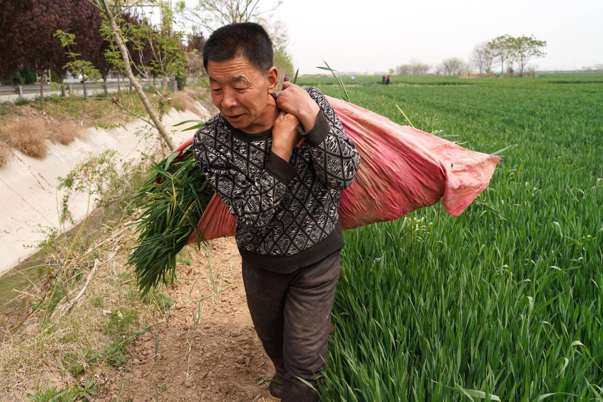 粮食安全，农民有责？严防农民割青毁粮，到底有什么深远考虑？