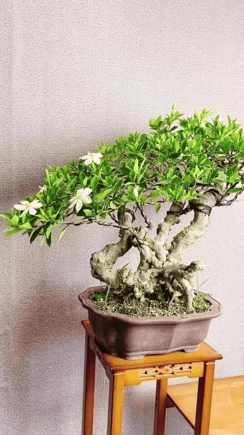 海岛栀子花的养殖方法和注意事项（实用知识）
