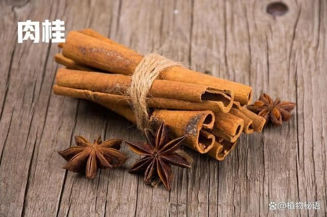 桂皮肉桂全解析：来源形态气味功效五大差异