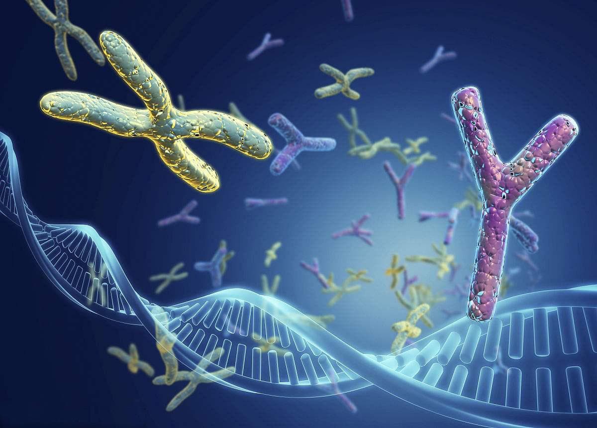 Y染色体亲子鉴定的原理与应用：DNA鉴定中的Y染色体解析