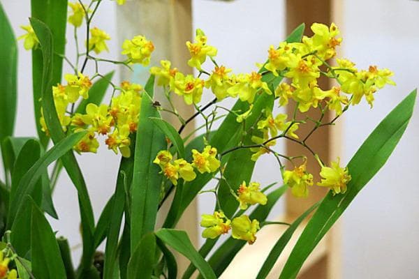 文心兰种植问题全攻略：叶子变黄发黑怎么办？常见病害防治方法详解