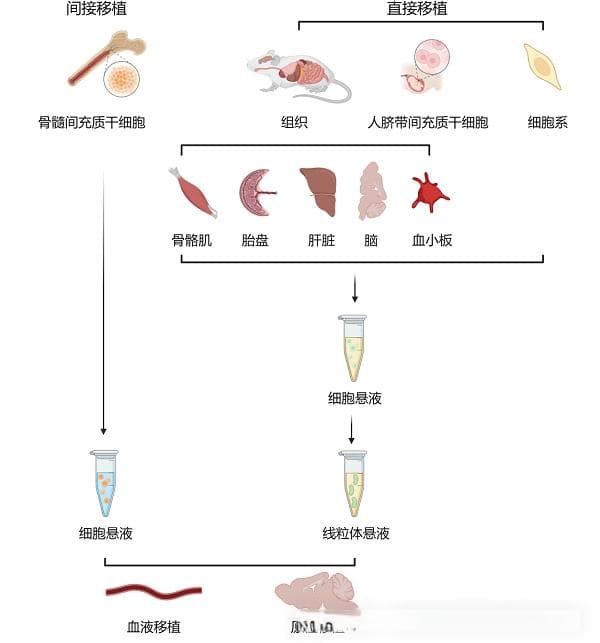 线粒体移植知多少？