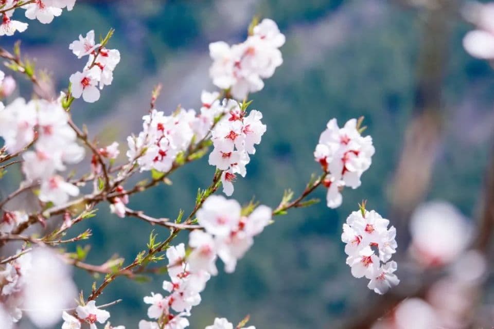 西安近期5个赏花好去处推荐！