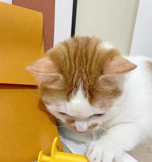 如何吸引小猫过来玩耍（以宠物为主）