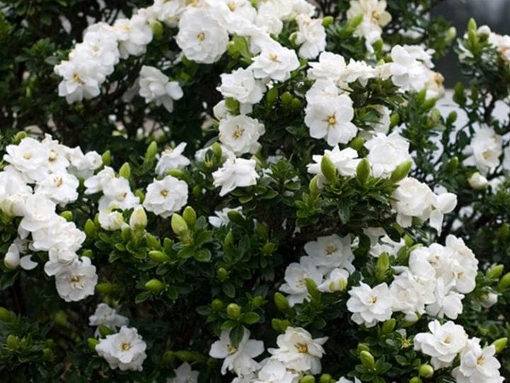栀子花：传统名花的栽培与文化内涵