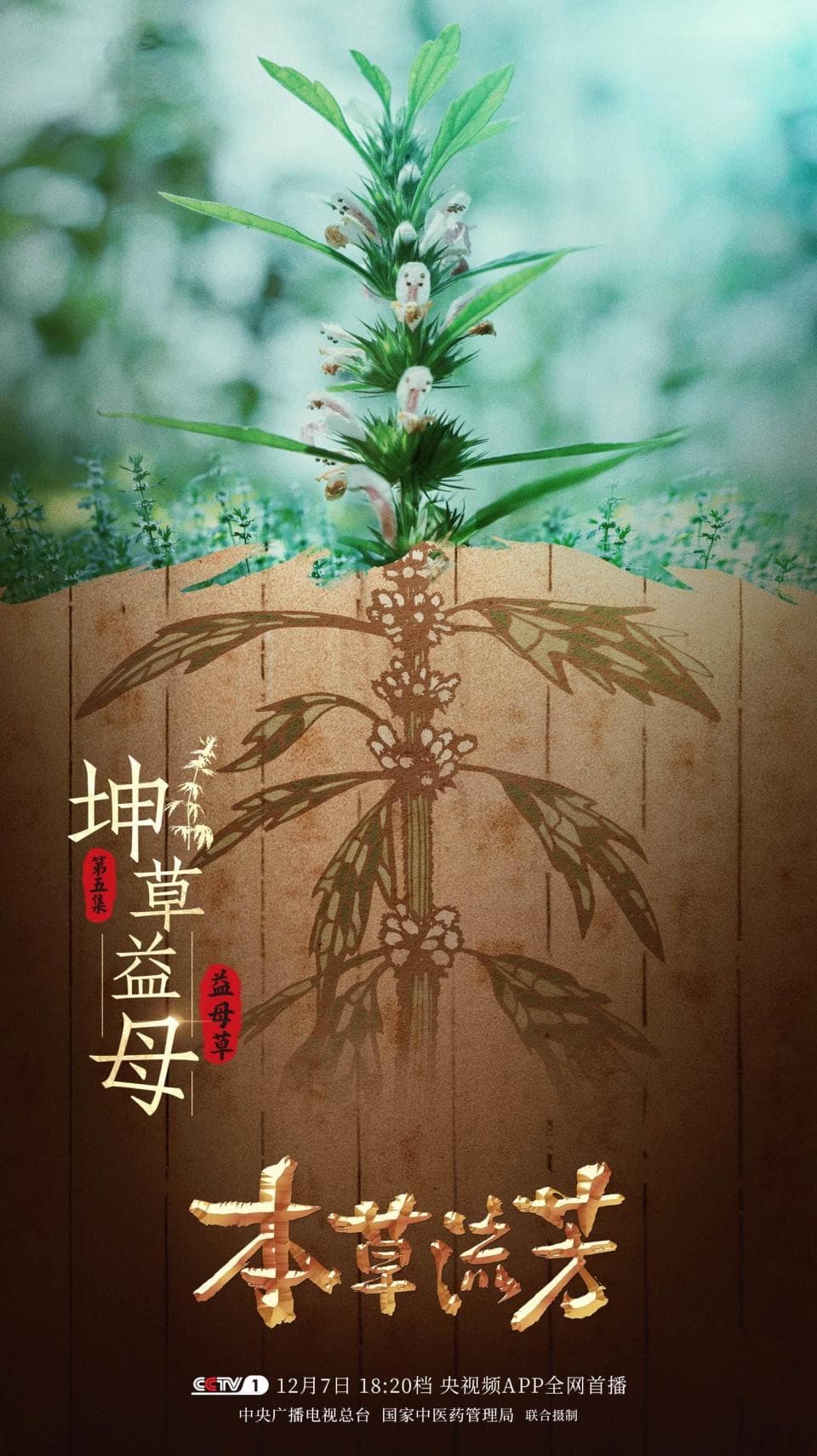益母草：从古代宫廷秘方到现代药用价值