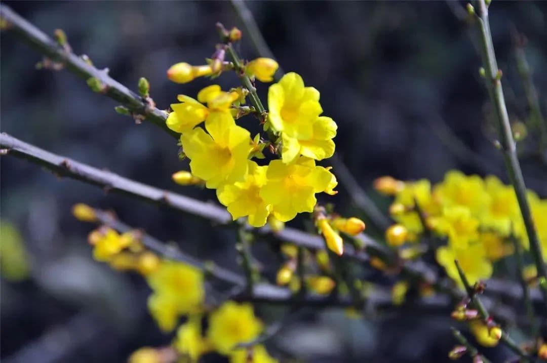 西安城管发布赏花地图——追花攻略上线喽