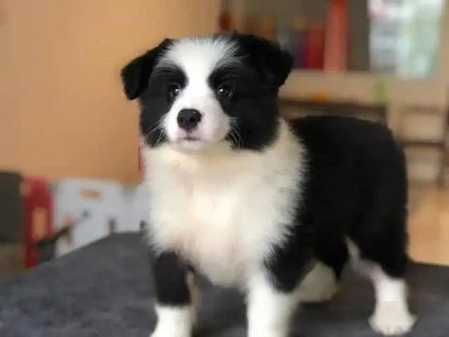 双血统、单血统？纯种犬、血统犬、赛级犬？傻傻分不清