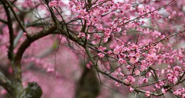 梅花生长的环境与地点（探秘梅花的生存之道）