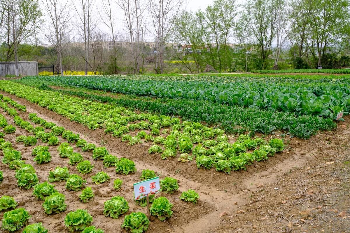 粗纤维十大蔬菜排名