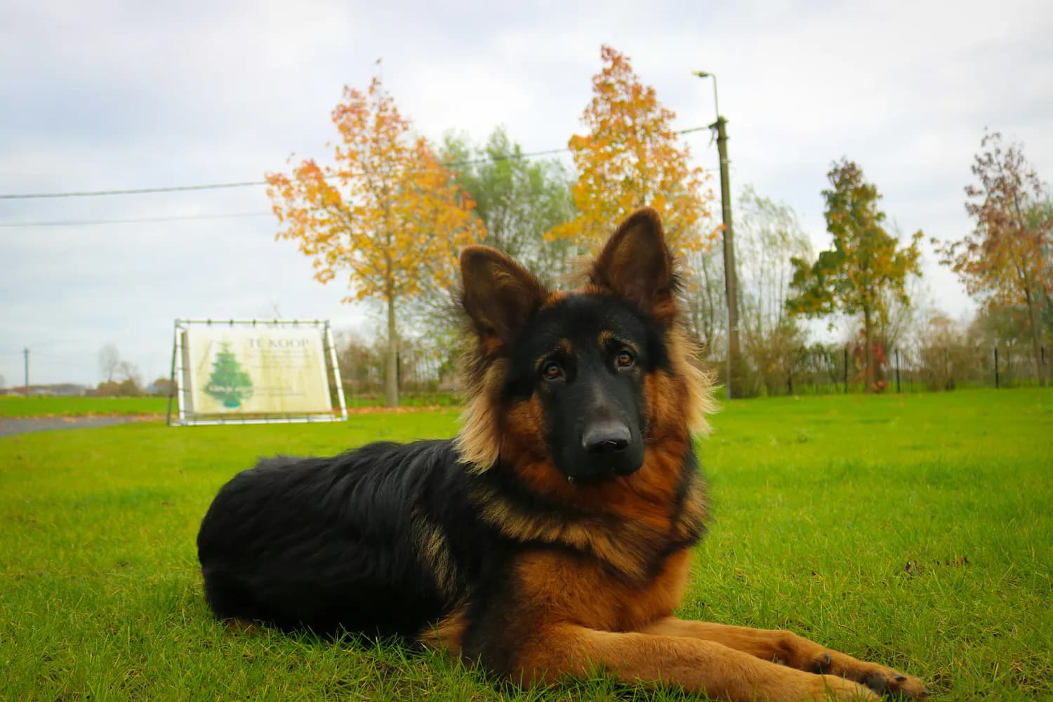 德国牧羊犬vs比利时马利努犬：警界最强搭档之争