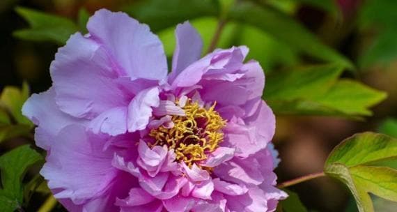 牡丹花语：繁荣、幸福与长寿的象征