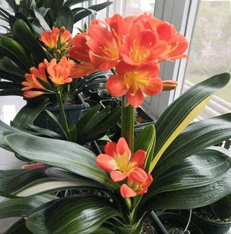 君子兰换土有讲究，选择这两个时间段换土，才能长得旺，开花美