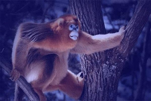 申猴是什么意思？申猴年是哪年？