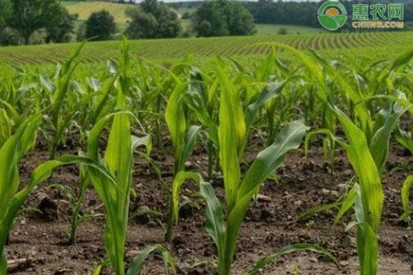 玉米宽窄行种植技术要点与优缺点