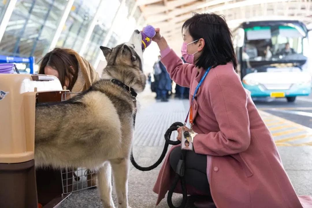 带宠物乘机其实没那么难