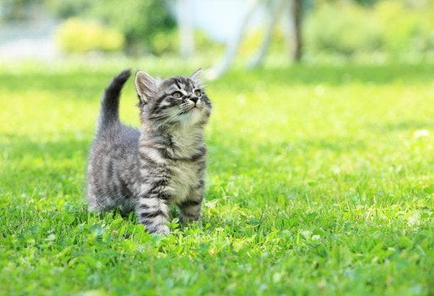 猫咪健康秘籍：如何确保您的宠物猫充满活力和健康