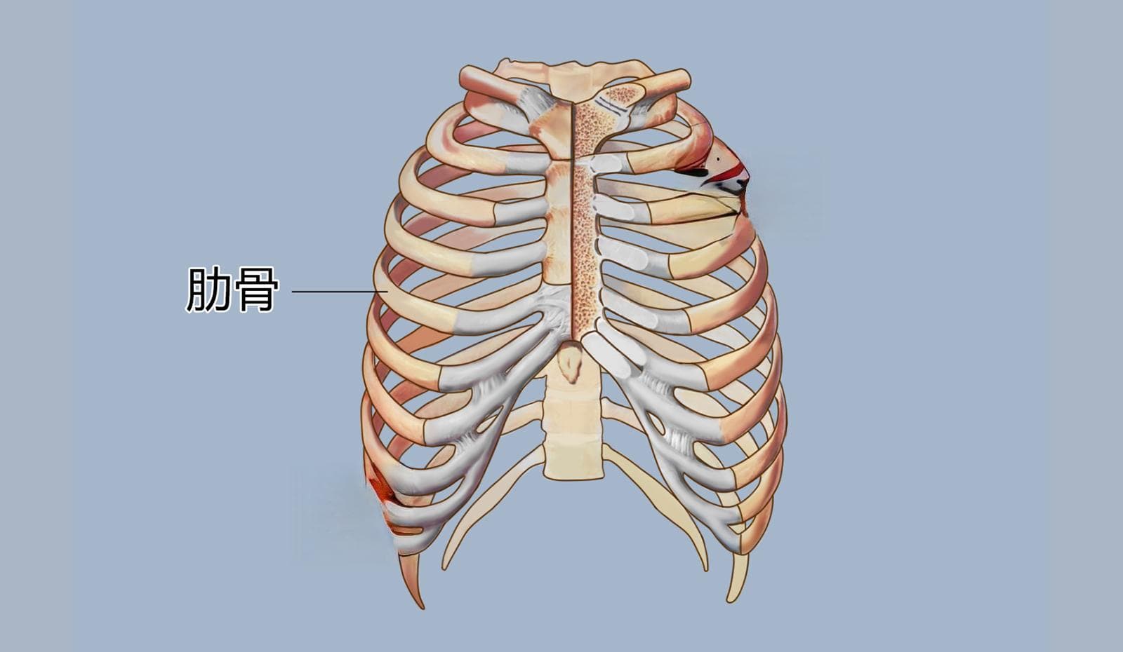 肋骨左右两侧不对称怎么回事