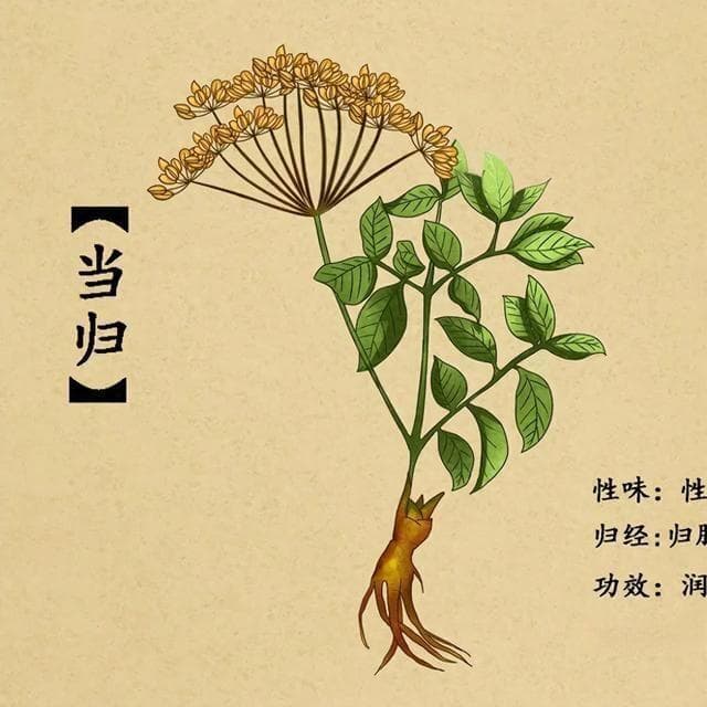 妇科要药，“当”之无愧——当归
